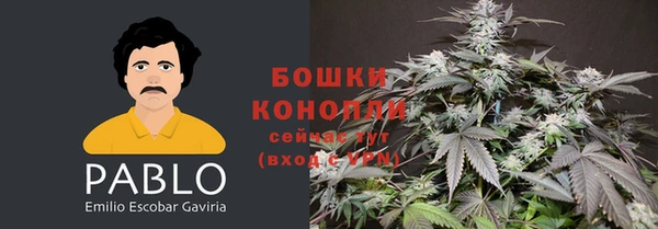 прущие грибы Верея